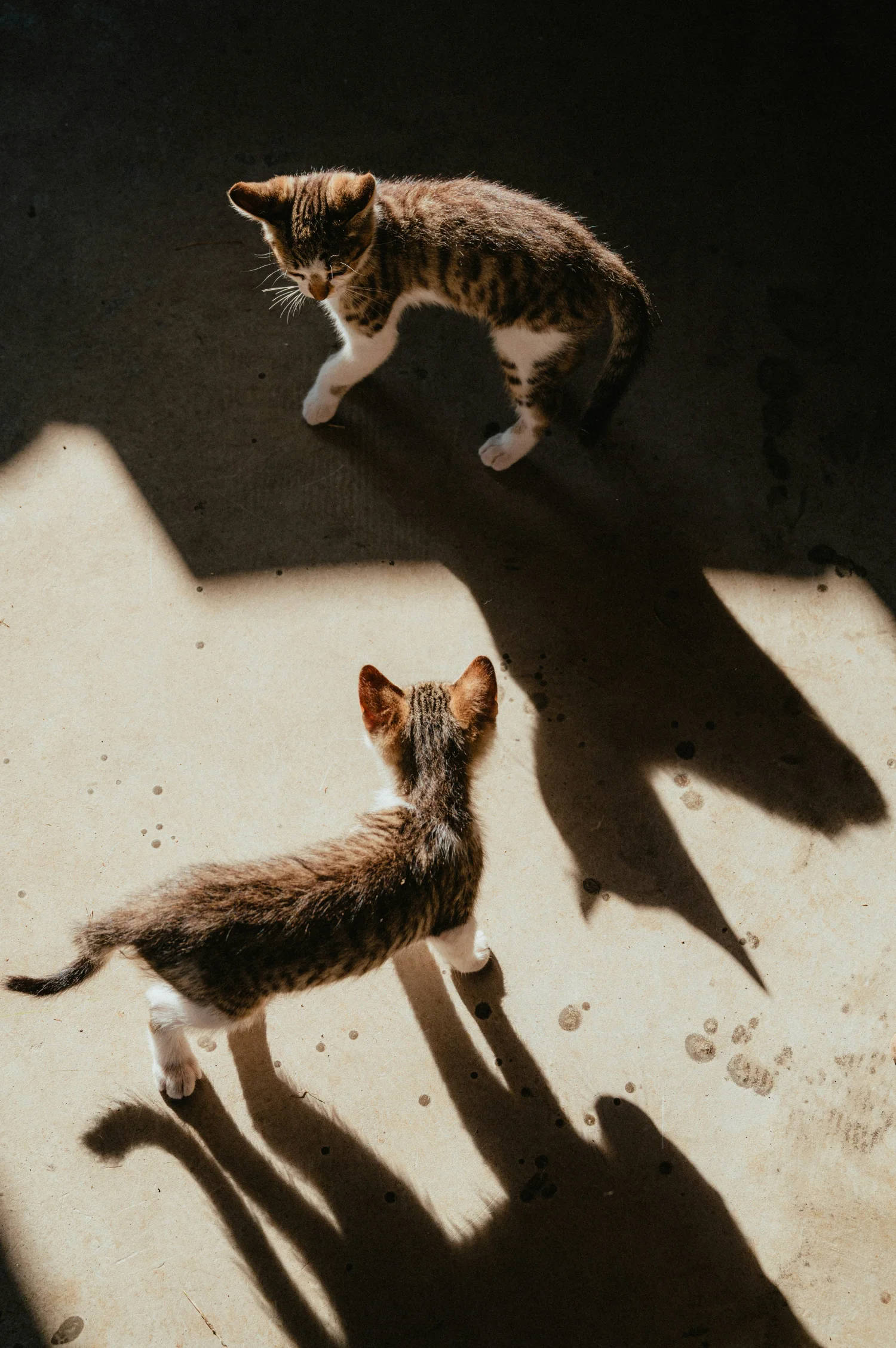 Zwei junge Katzen spielen in Portugal