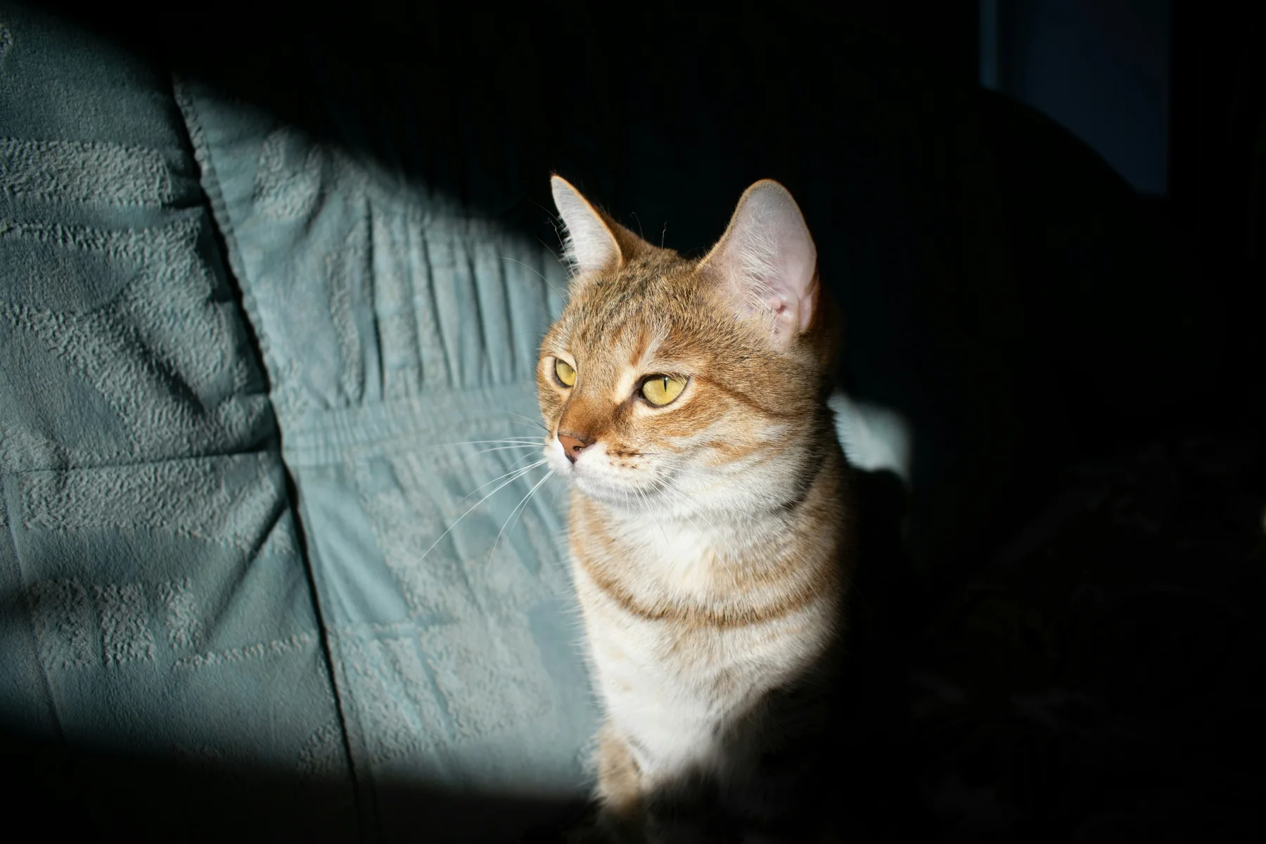 Katze sitzt ruhig auf einem Sofa im Sonnenlicht