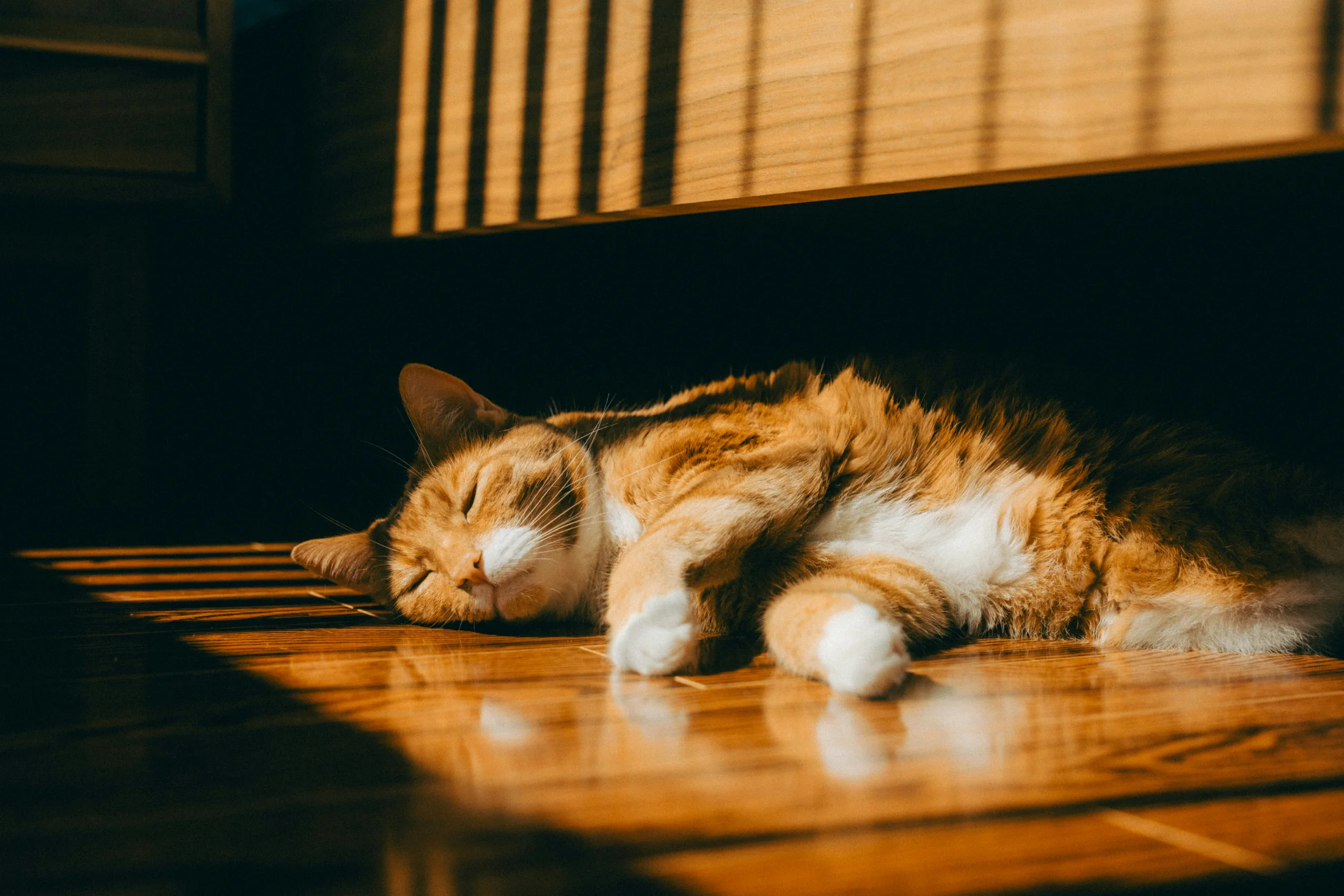 Katze ruht zuhause in warmem Sonnenlicht