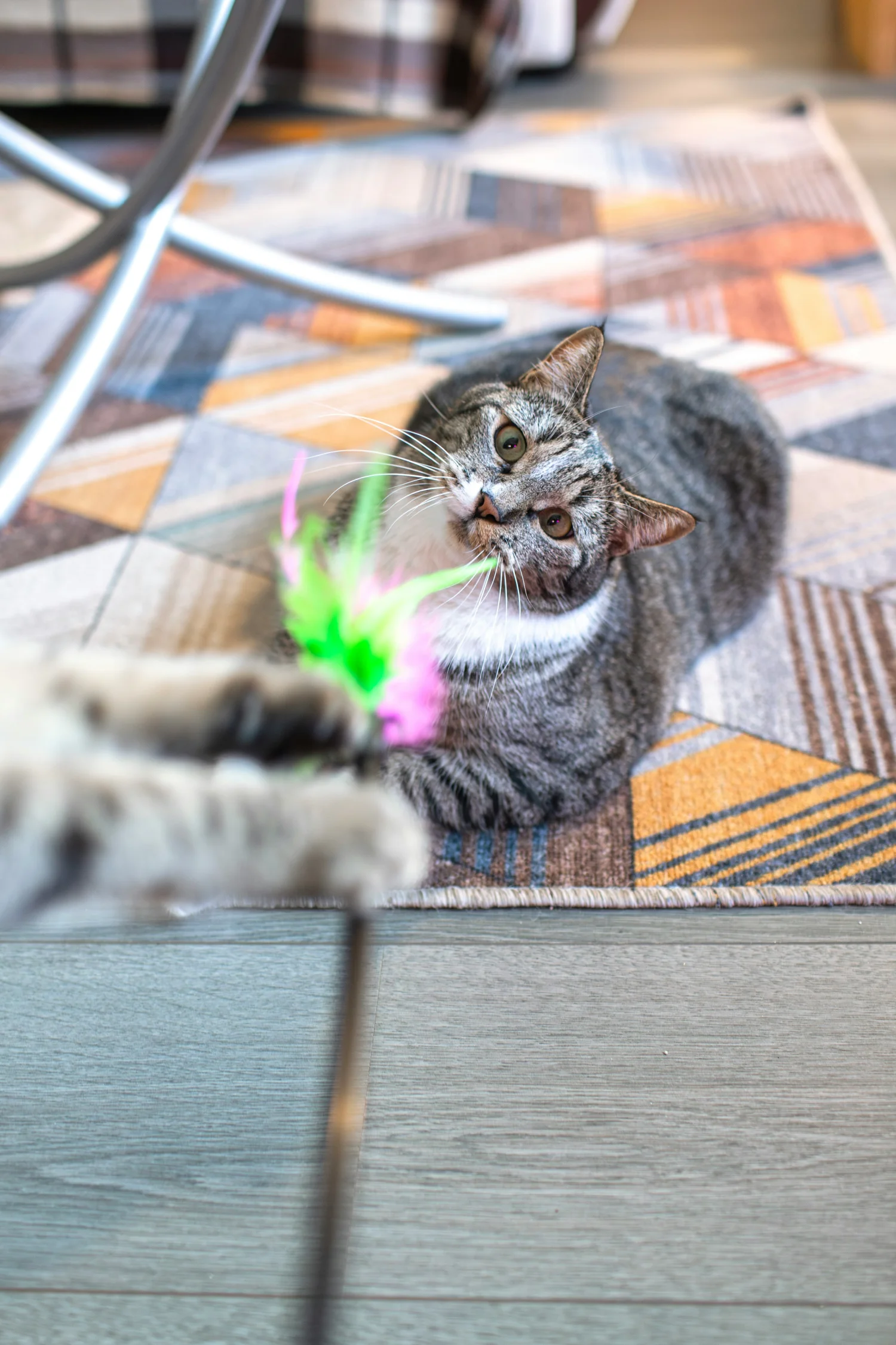 Katze spielt drinnen mit einem Federspielzeug