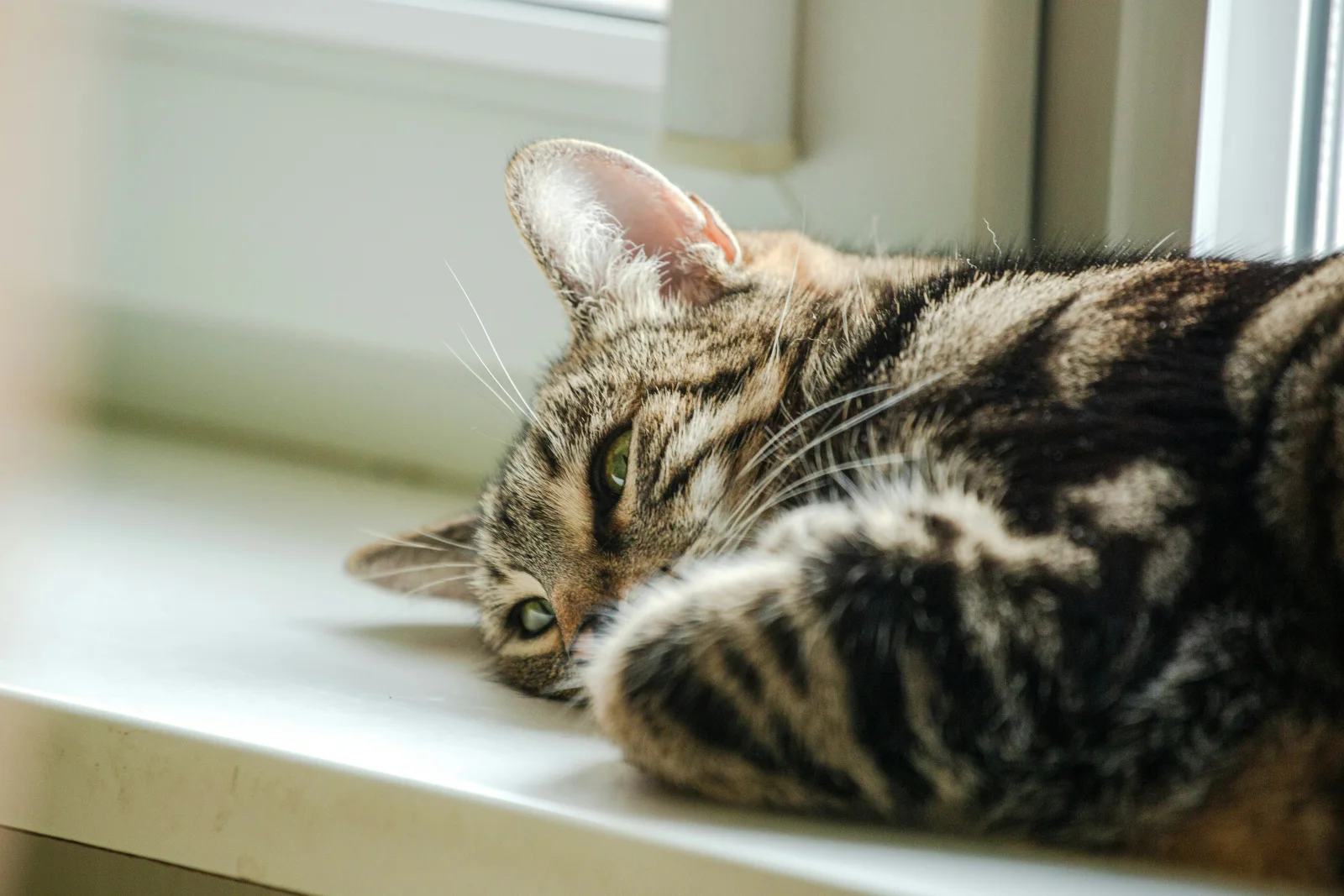 Getigerte Katze schaut aus einem hellen Fenster